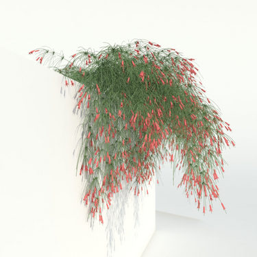 Russelia - Firecracker Plant